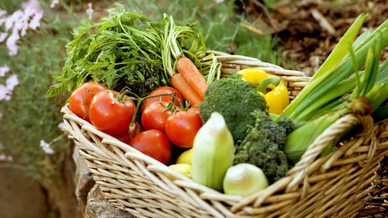 Orti Sociali di Mortara Progetto Sole